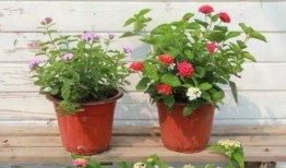 贵州男神最新爆料视频,最新爆料视频背后的惊人真相